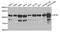 Transmembrane Serine Protease 2 antibody, A00666, Boster Biological Technology, Western Blot image 