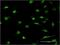  antibody, MA5-19169, Invitrogen Antibodies, Immunofluorescence image 