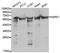 Heat Shock Protein Family D (Hsp60) Member 1 antibody, TA326868, Origene, Western Blot image 
