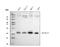 RAB13, Member RAS Oncogene Family antibody, PB9790, Boster Biological Technology, Western Blot image 