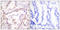 S-Phase Kinase Associated Protein 2 antibody, LS-C118576, Lifespan Biosciences, Immunohistochemistry frozen image 