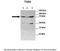 Tensin 4 antibody, A07240, Boster Biological Technology, Western Blot image 