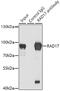 RAD17 Checkpoint Clamp Loader Component antibody, GTX33453, GeneTex, Immunoprecipitation image 