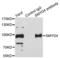 SET And MYND Domain Containing 4 antibody, LS-C346353, Lifespan Biosciences, Immunoprecipitation image 