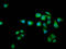 Ras GTPase-activating protein nGAP antibody, LS-C681186, Lifespan Biosciences, Immunofluorescence image 