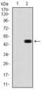 RAP1A, Member Of RAS Oncogene Family antibody, GTX60585, GeneTex, Western Blot image 