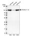 Hepatoma-derived growth factor-related protein 2 antibody, HPA044208, Atlas Antibodies, Western Blot image 