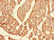 Importin-13 antibody, LS-C395903, Lifespan Biosciences, Immunohistochemistry paraffin image 