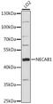 N-Terminal EF-Hand Calcium Binding Protein 1 antibody, 16-297, ProSci, Western Blot image 