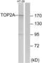 DNA Topoisomerase II Alpha antibody, LS-B7670, Lifespan Biosciences, Western Blot image 