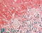 Isocitrate Dehydrogenase (NADP(+)) 2, Mitochondrial antibody, 42-704, ProSci, Immunohistochemistry frozen image 