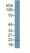 Inosine Triphosphatase antibody, MBS2028722, MyBioSource, Western Blot image 