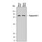 Angiopoietin 1 antibody, MAB8220, R&D Systems, Western Blot image 