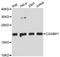 CGG Triplet Repeat Binding Protein 1 antibody, A08245, Boster Biological Technology, Western Blot image 