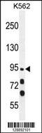 Myosin XIX antibody, 55-680, ProSci, Western Blot image 