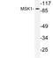 Ribosomal Protein S6 Kinase A5 antibody, LS-C177781, Lifespan Biosciences, Western Blot image 