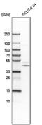 TRNA Methyltransferase 10C, Mitochondrial RNase P Subunit antibody, PA5-57762, Invitrogen Antibodies, Western Blot image 