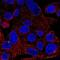 Autophagy Related 9A antibody, NBP2-32477, Novus Biologicals, Immunocytochemistry image 