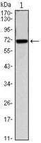 Cell Division Cycle 27 antibody, MA5-15655, Invitrogen Antibodies, Western Blot image 