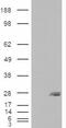 Ecto-NOX Disulfide-Thiol Exchanger 2 antibody, 46-653, ProSci, Enzyme Linked Immunosorbent Assay image 