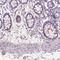 Glycerophosphodiester Phosphodiesterase Domain Containing 5 antibody, NBP2-49492, Novus Biologicals, Immunohistochemistry paraffin image 