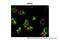 Transient Receptor Potential Cation Channel Subfamily V Member 6 antibody, NBP1-74138, Novus Biologicals, Immunofluorescence image 