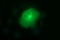 Matrix Metallopeptidase 13 antibody, LS-C797745, Lifespan Biosciences, Immunofluorescence image 