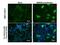 Bone Morphogenetic Protein 8b antibody, NBP2-43677, Novus Biologicals, Immunofluorescence image 