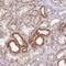 MINDY Lysine 48 Deubiquitinase 2 antibody, PA5-62318, Invitrogen Antibodies, Immunohistochemistry frozen image 