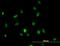 Histone Deacetylase 1 antibody, orb95092, Biorbyt, Immunofluorescence image 