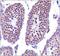 Nanog Homeobox antibody, NBP2-13177, Novus Biologicals, Immunohistochemistry frozen image 