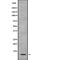 SPT4 Homolog, DSIF Elongation Factor Subunit antibody, PA5-67996, Invitrogen Antibodies, Western Blot image 