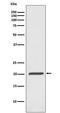 Ferritin Heavy Chain 1 antibody, M02401, Boster Biological Technology, Western Blot image 