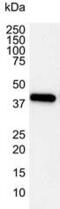 Beta-Actin antibody, MCA5775GA, Bio-Rad (formerly AbD Serotec) , Western Blot image 