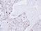 DNA ligase 3 antibody, LS-C185529, Lifespan Biosciences, Immunohistochemistry frozen image 