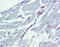 Caspase 9 antibody, 49-094, ProSci, Immunohistochemistry paraffin image 
