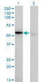 Tryptophanyl-TRNA Synthetase antibody, LS-C198436, Lifespan Biosciences, Western Blot image 
