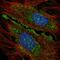 Shisa Like 1 antibody, HPA051178, Atlas Antibodies, Immunocytochemistry image 
