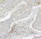 Sialophorin antibody, M01296-1, Boster Biological Technology, Immunohistochemistry frozen image 