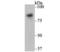 Nicastrin antibody, NBP2-75592, Novus Biologicals, Western Blot image 