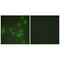 Zinc Finger RANBP2-Type Containing 2 antibody, A07103, Boster Biological Technology, Immunofluorescence image 