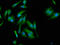 NLR Family CARD Domain Containing 5 antibody, LS-C672793, Lifespan Biosciences, Immunofluorescence image 