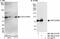 Collagen Type IV Alpha 3 Binding Protein antibody, NB100-2114, Novus Biologicals, Western Blot image 