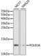 RNA Polymerase III Subunit K antibody, GTX32798, GeneTex, Western Blot image 