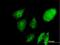 Nascent polypeptide-associated complex subunit alpha antibody, H00004666-B01P, Novus Biologicals, Immunofluorescence image 
