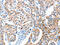 AE Binding Protein 2 antibody, CSB-PA156662, Cusabio, Immunohistochemistry frozen image 