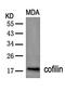 Cell Division Cycle 25A antibody, orb14561, Biorbyt, Western Blot image 