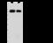 Morphogenetic neuropeptide antibody, 11055-T62, Sino Biological, Western Blot image 