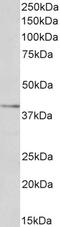 RE1 Silencing Transcription Factor antibody, 43-692, ProSci, Enzyme Linked Immunosorbent Assay image 