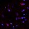 Netrin 4 antibody, orb325495, Biorbyt, Immunohistochemistry paraffin image 